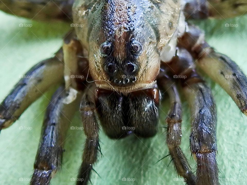 Field wolf spider also called hogna lenta macro photography in central eastern Florida.