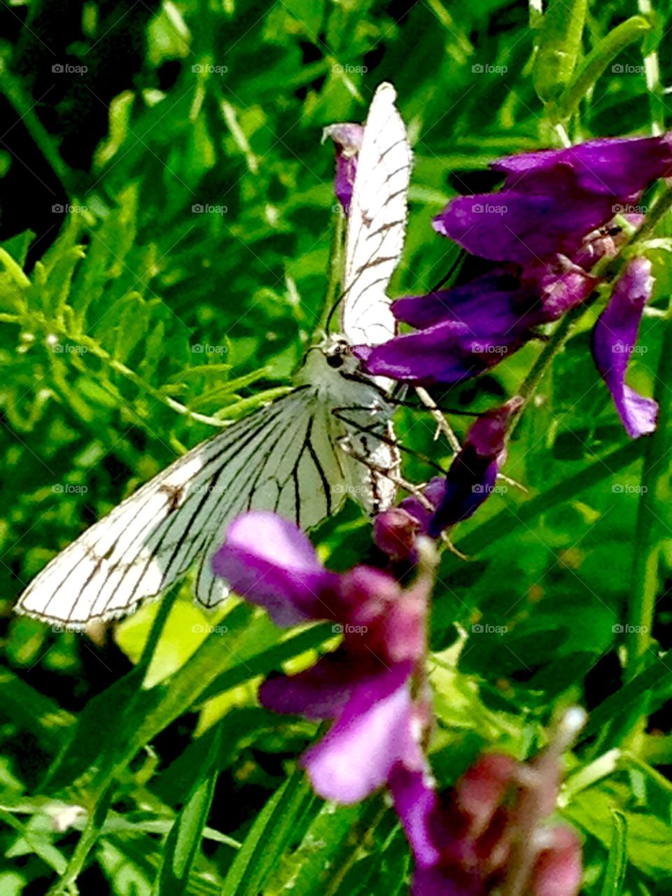 Butterfly,beautiful colors decorate field flowers