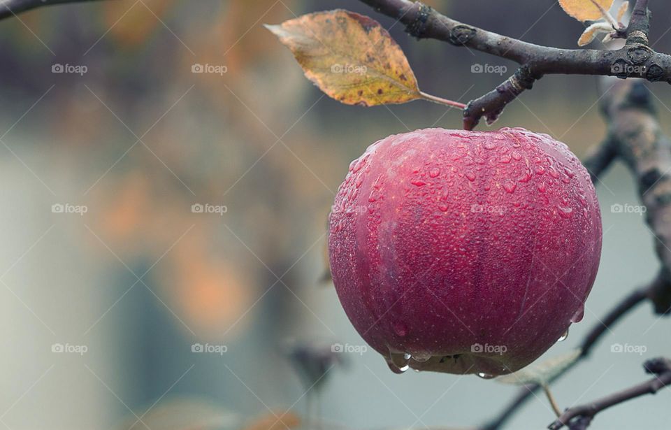 A fresh apple seems to watering mouth.