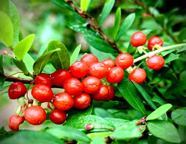 Fruits 