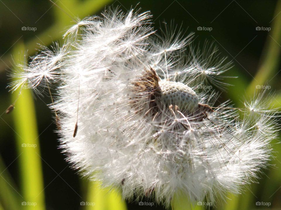 verblüter Löwenzahn