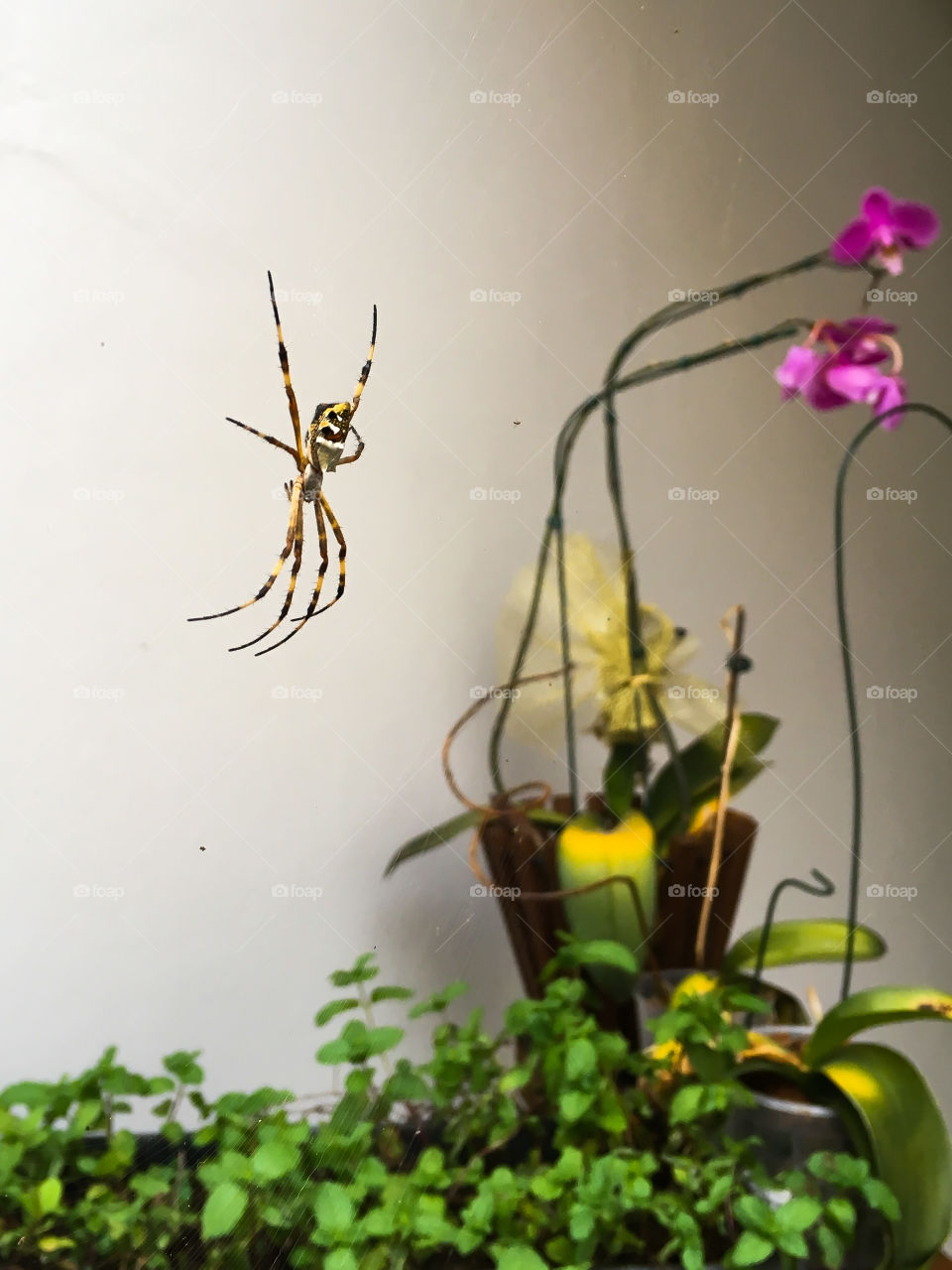 Spider Home