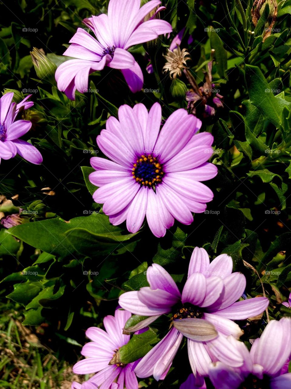 🌹 🇺🇸 Very beautiful flowers to brighten our day.  Live nature and its beauty. Did you like the delicate petals? / 🇧🇷 Flores muito bonitas para alegrar nosso dia. Viva a natureza e sua beleza. Gostaram das pétalas delicadas? 