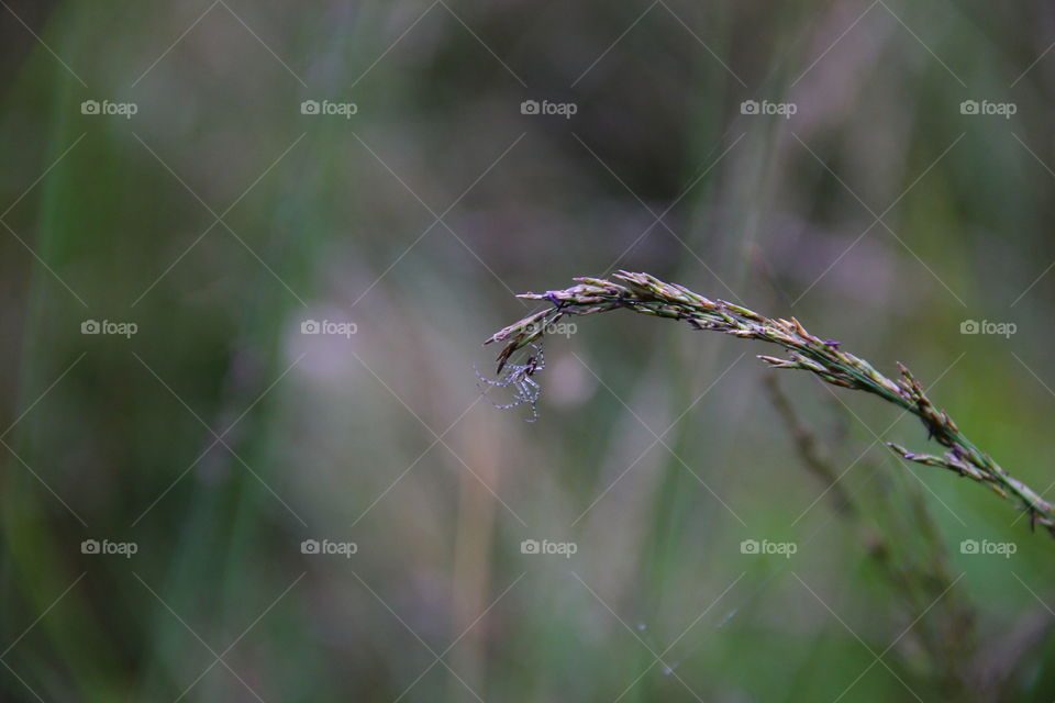 spider on the edge