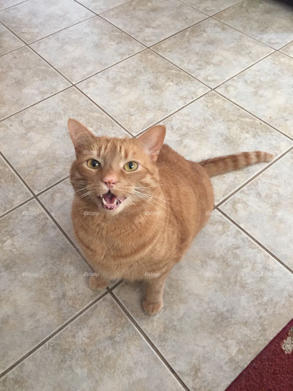 Meowing for food.