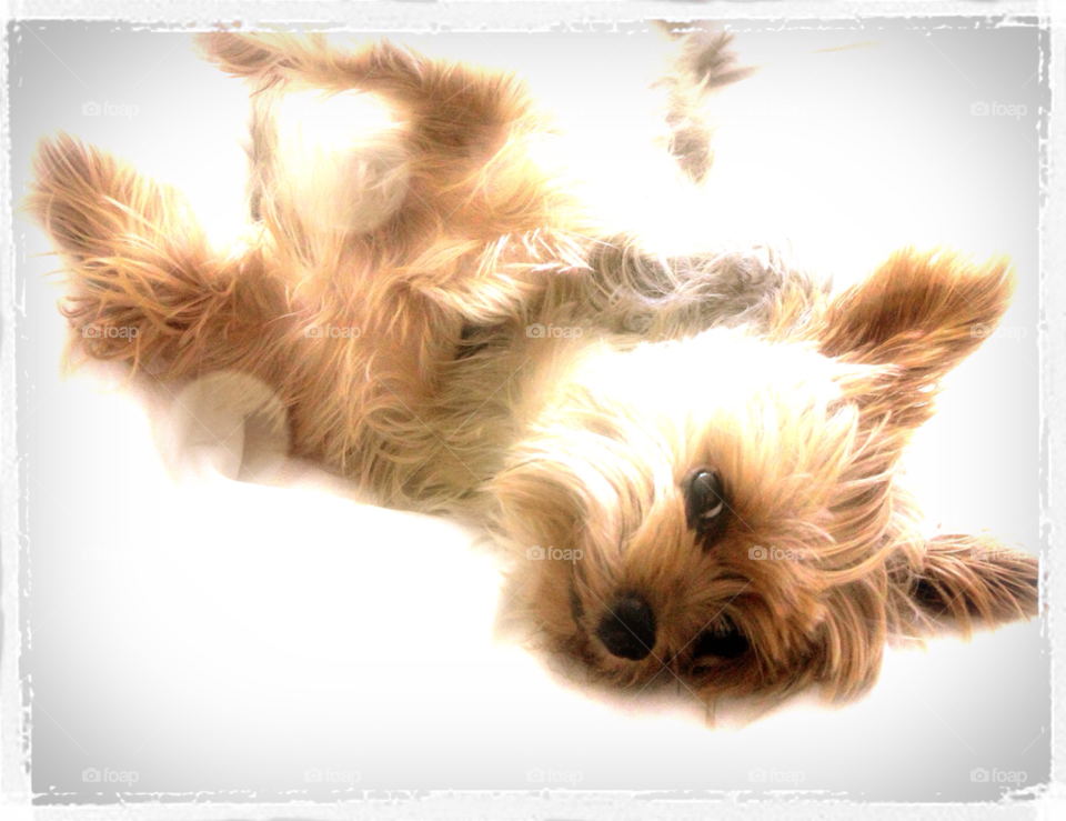 play dog fun sweet by stevehardley7