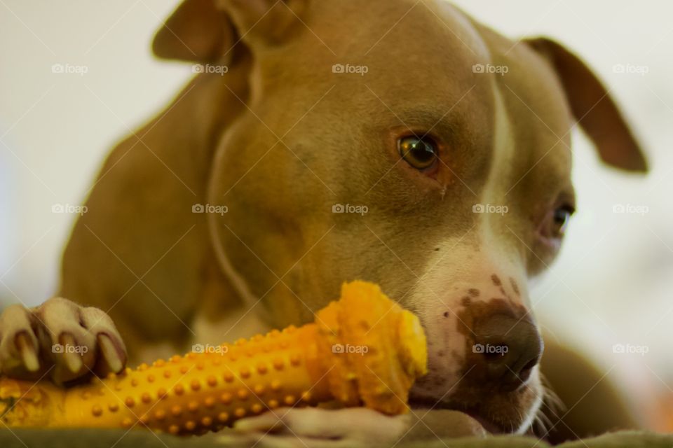 American Staffordshire Terrier Gaze