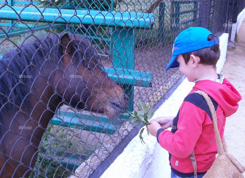 boy feeding horse at the zoo