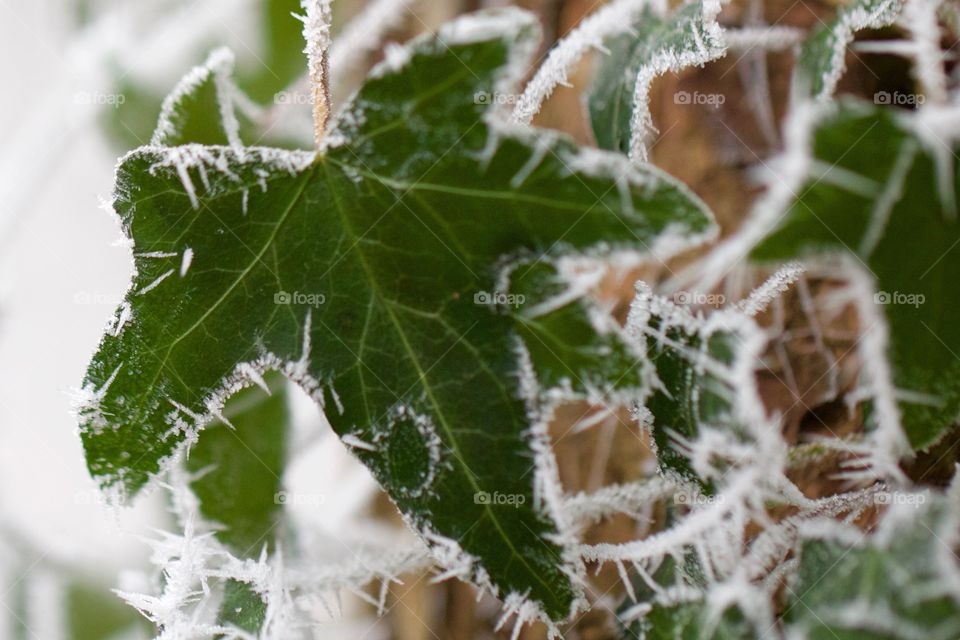 Frozen green leaf