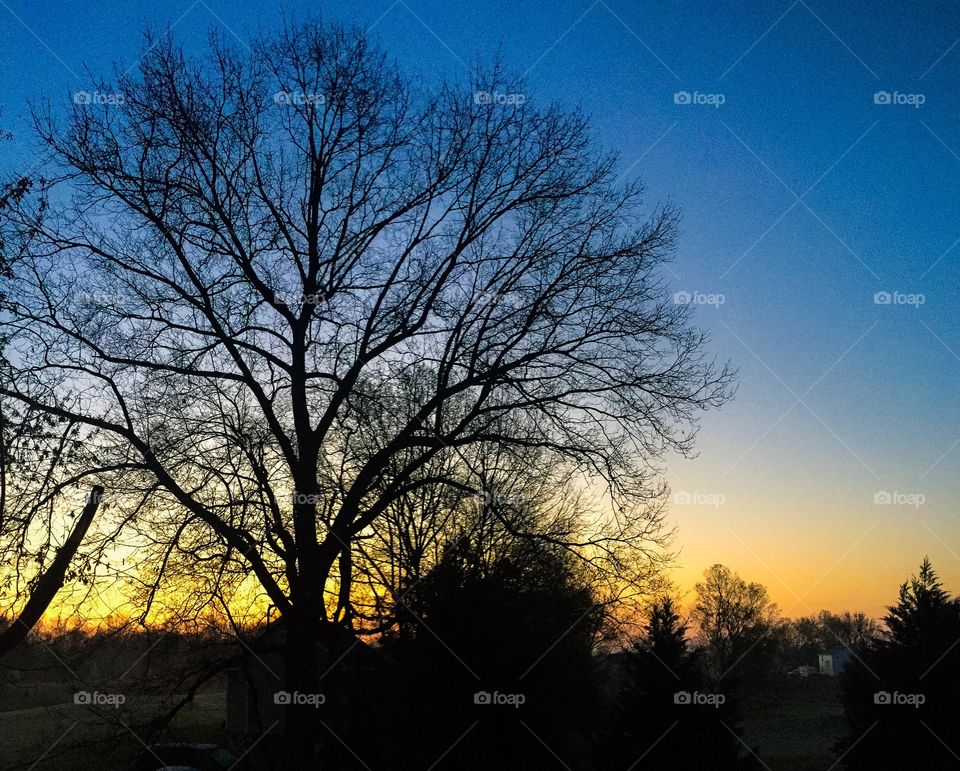Tree, Dawn, Landscape, Fall, No Person