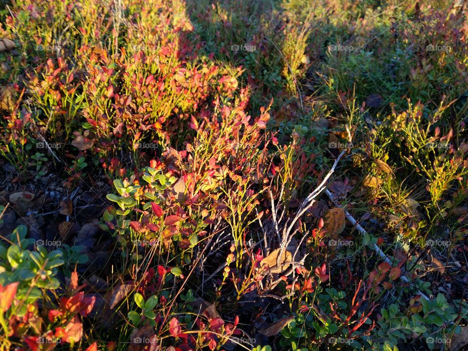 Leaves , Warm evening, sunset , redberries