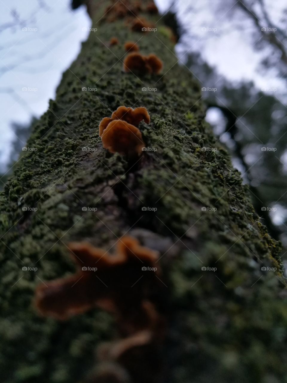Mushrooms up and down this tree