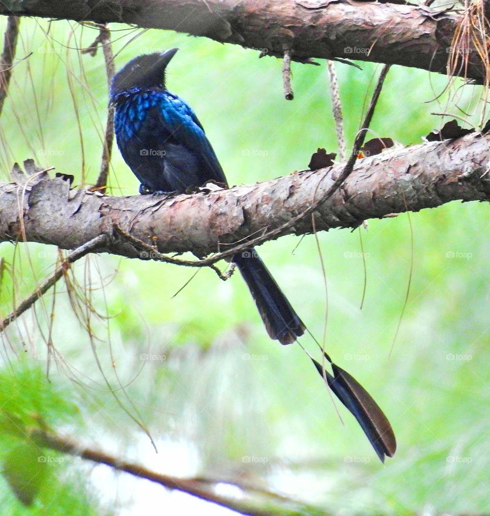 The greater racket-tailed drongo is a medium-sized Asian bird which is distinctive in having elongated outer tail feathers