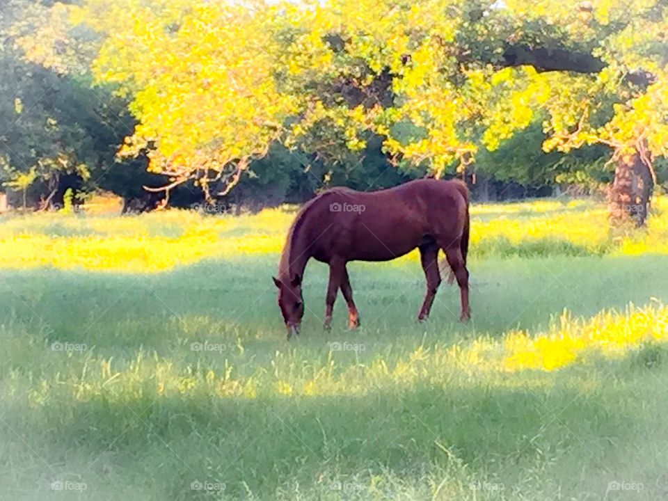 Grazing Horse