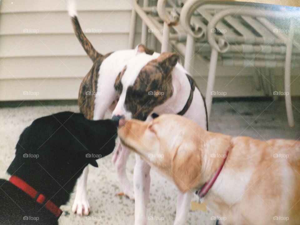 3 dogs Meet & greet