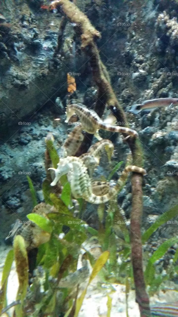 seahorse in an aquarium