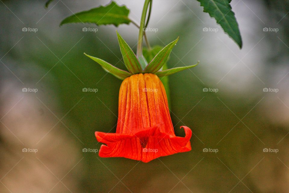 A bell-shaped flower hanging from a tree.