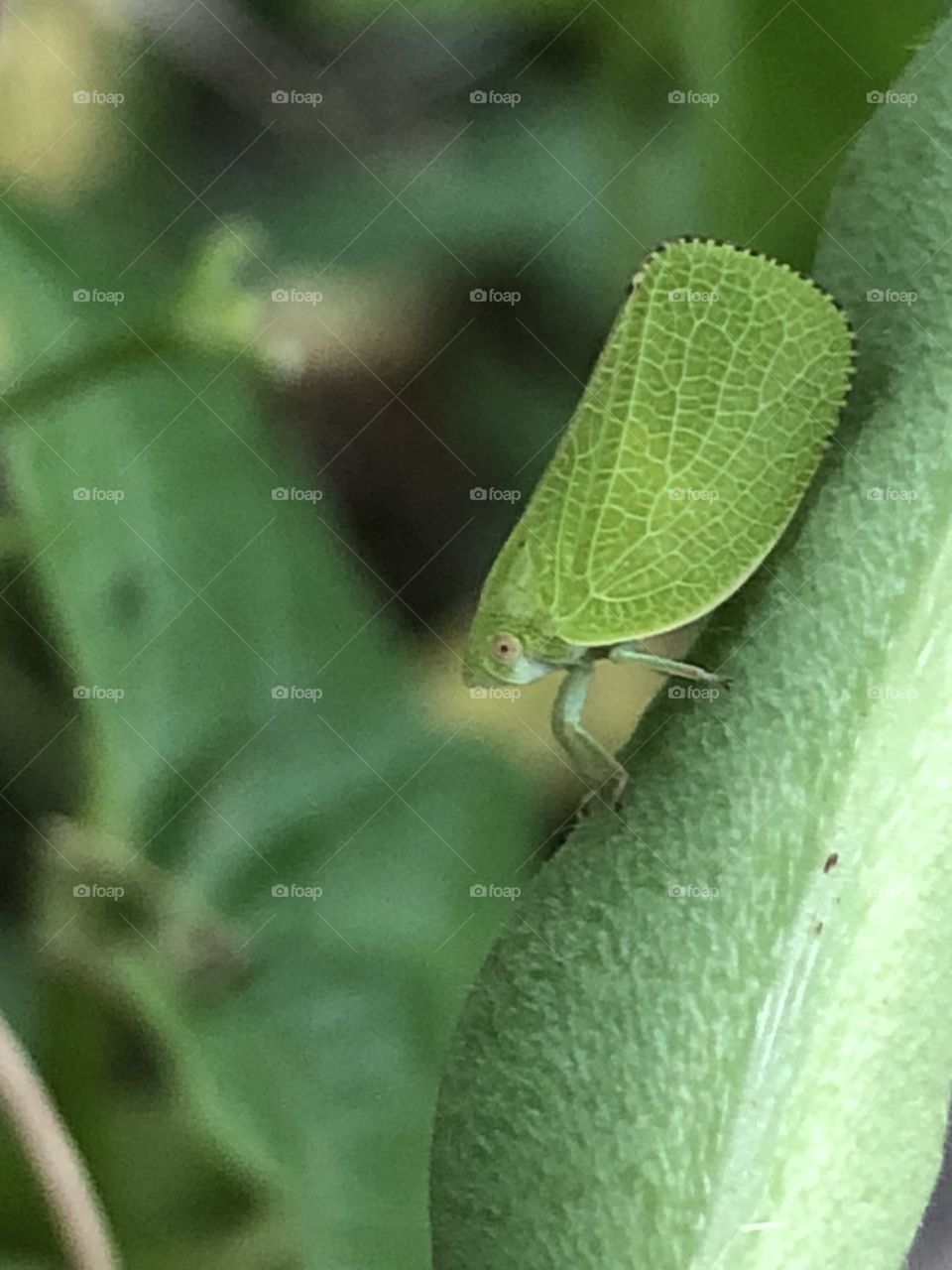 Green Insect on Green Bean