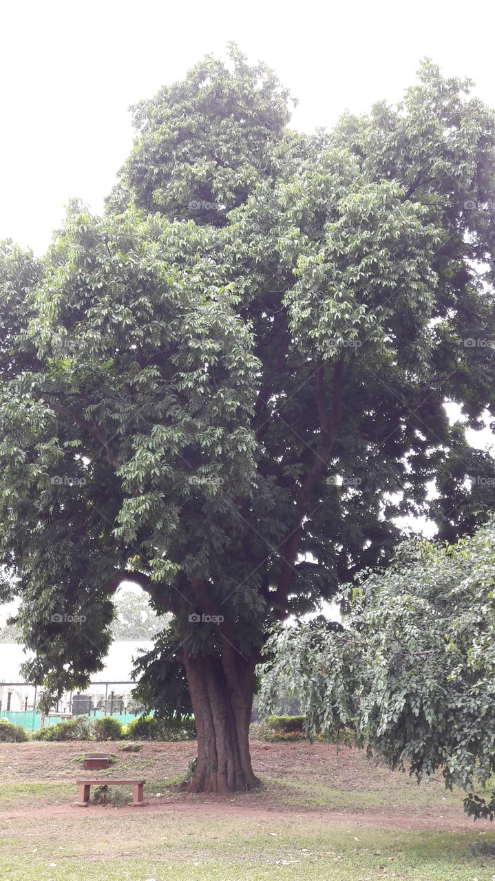 tree