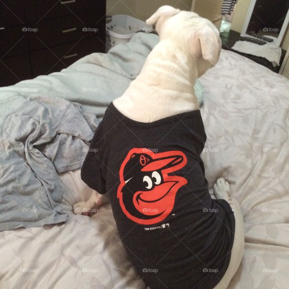 Dog with Orioles shirt 