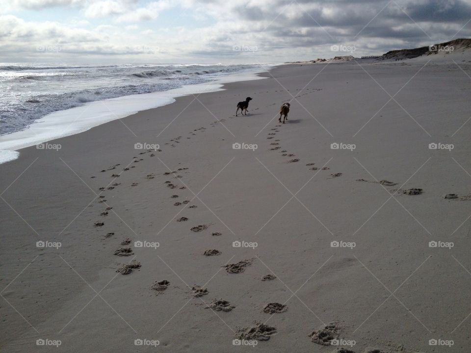 Beach buddy's . Tracks in the sand