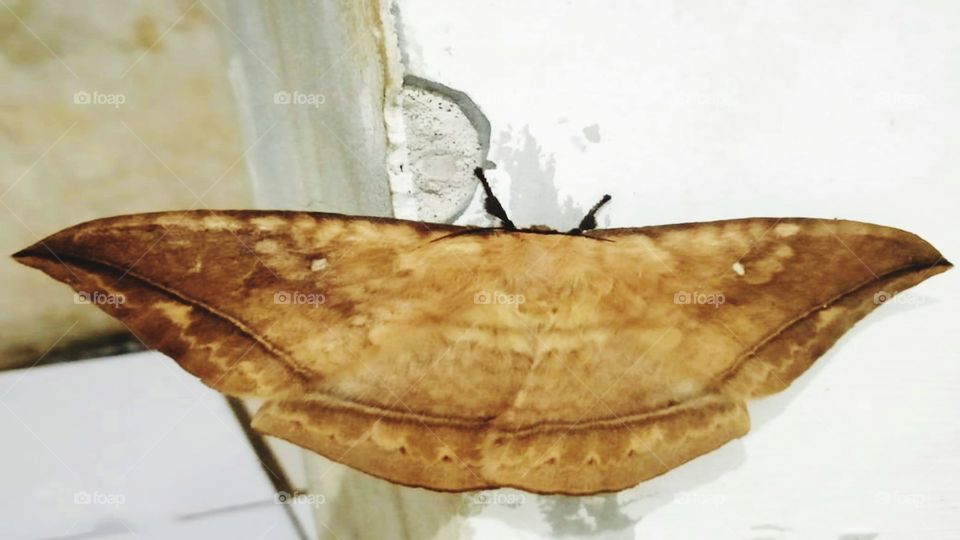 Leaf butterflies perch on the wall