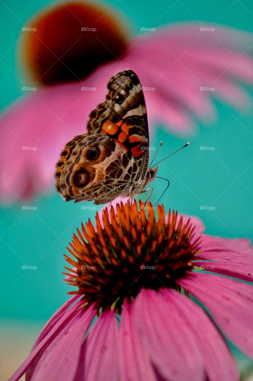 Butterfly by the pool