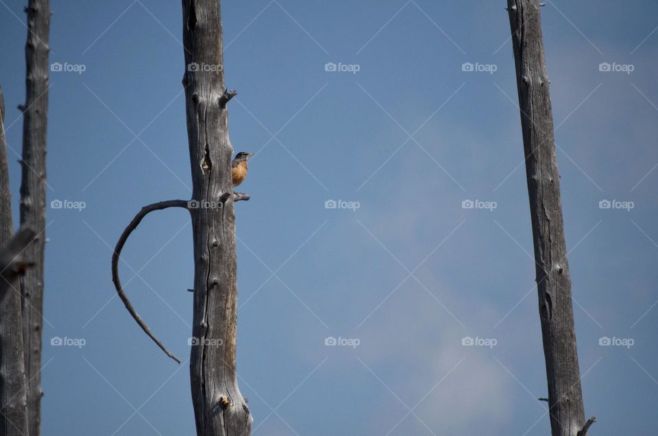 An American Robin sits on the branch of a dead tree on a sunny day as steam rises in the background