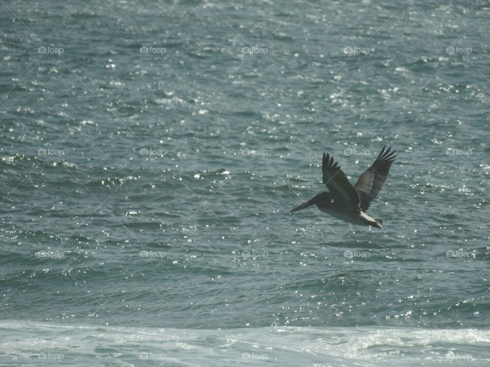 Flight of the Pelican