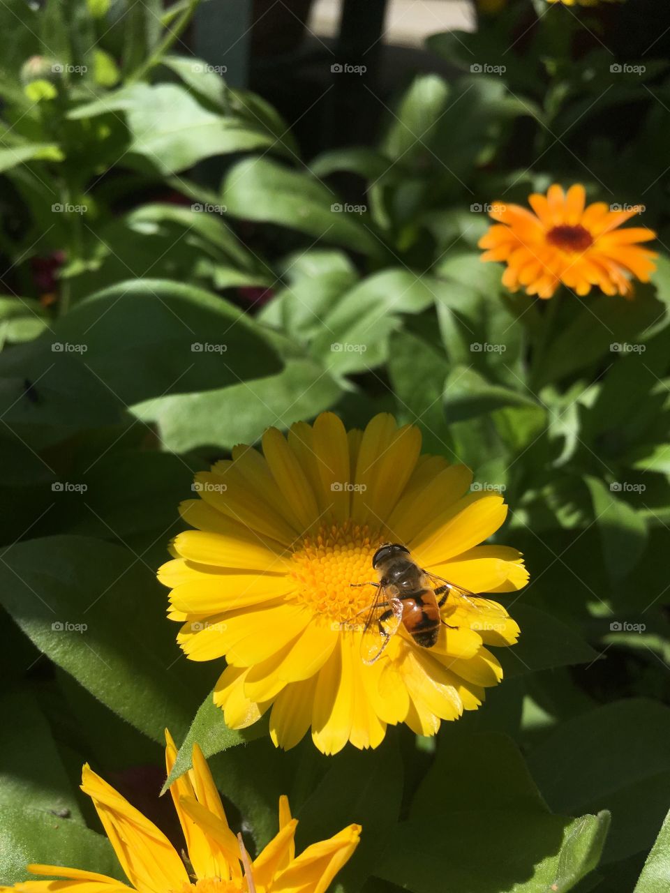 Flower bees 