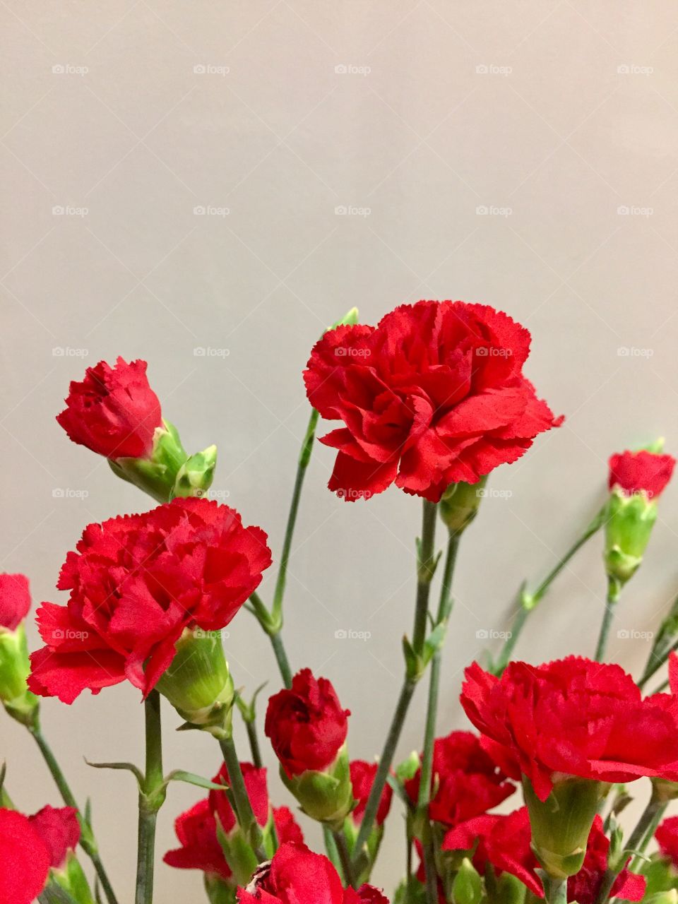 Dianthus Caryophyllus - Carnation