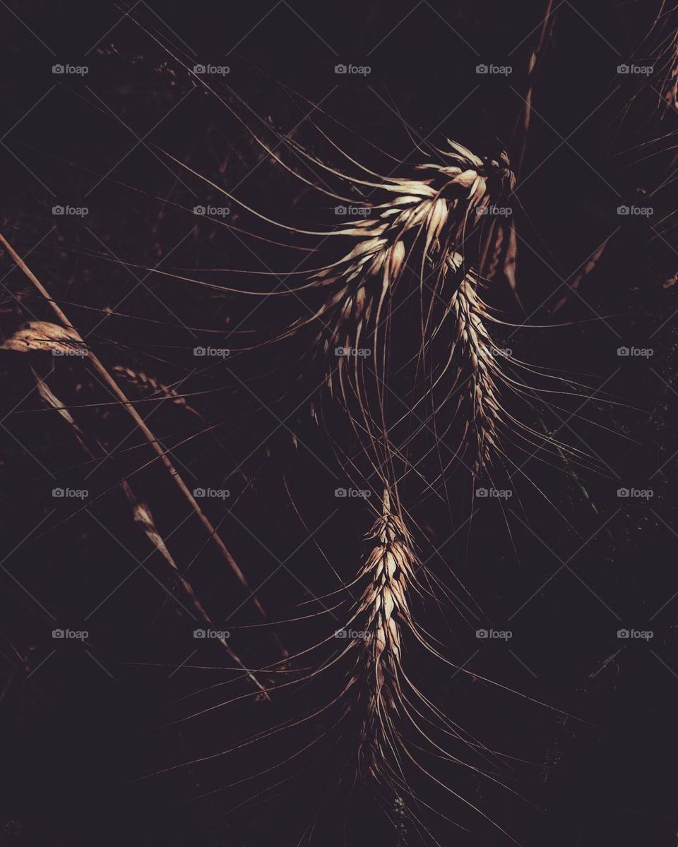 # beautiful # image# # wheat