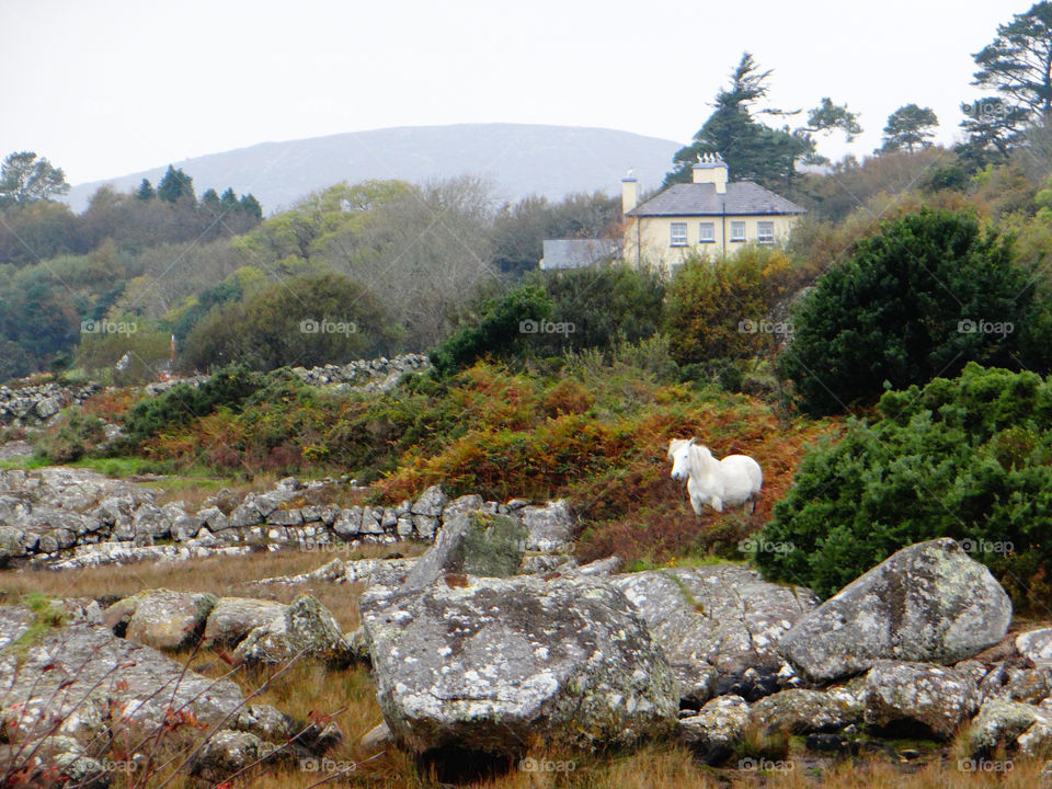 ireland white trees house by kshapley