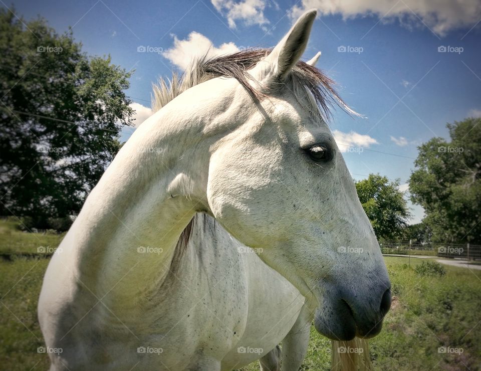 Close-up of white horse