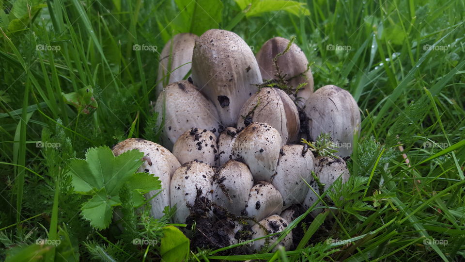 Close-up of mushroom