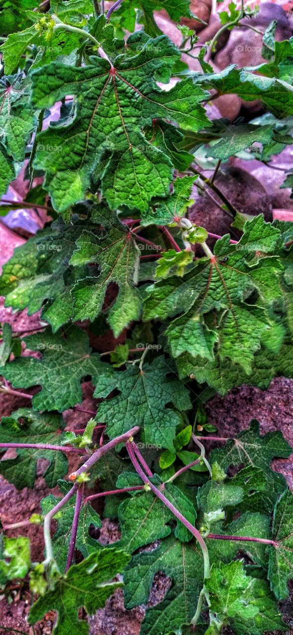 This plant is one of the herbal plants from members of the Malvaceae tribe which is recommended to have many medicinal properties