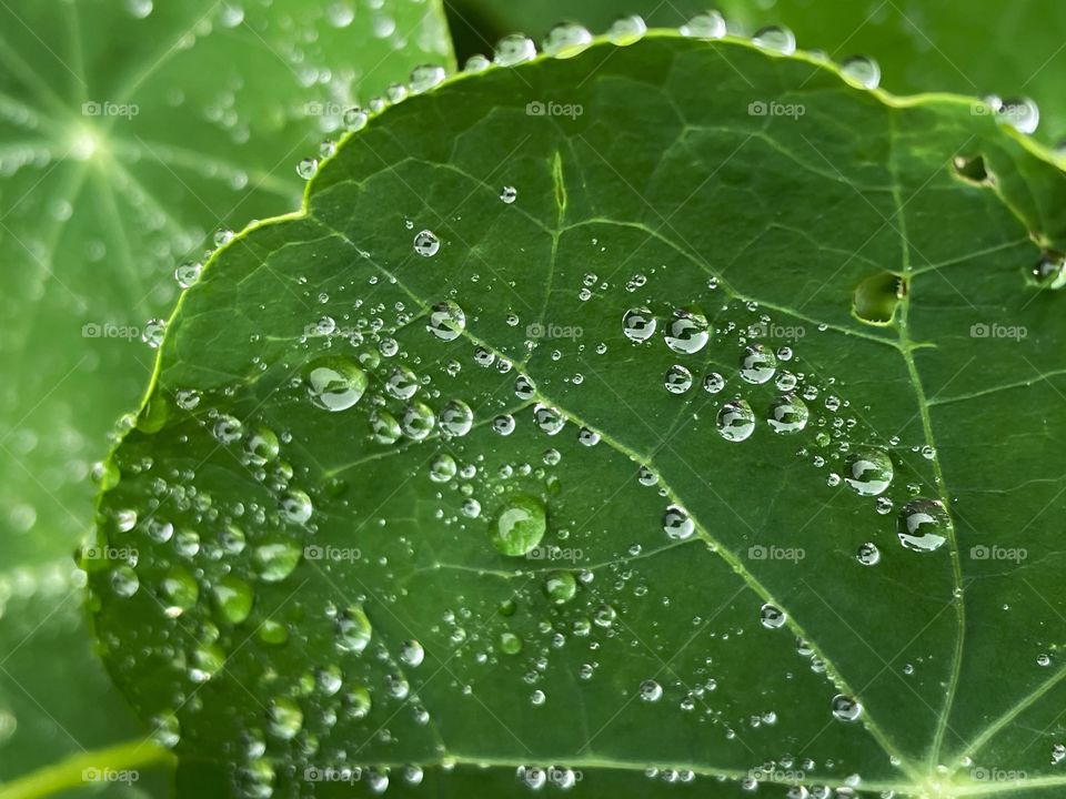 Rain rainy weather plant leafs water bubbles raindrops rain droplets outdoors nature green Greenery wet rainwater rainfall dew dewy dewdrops moisture plants 