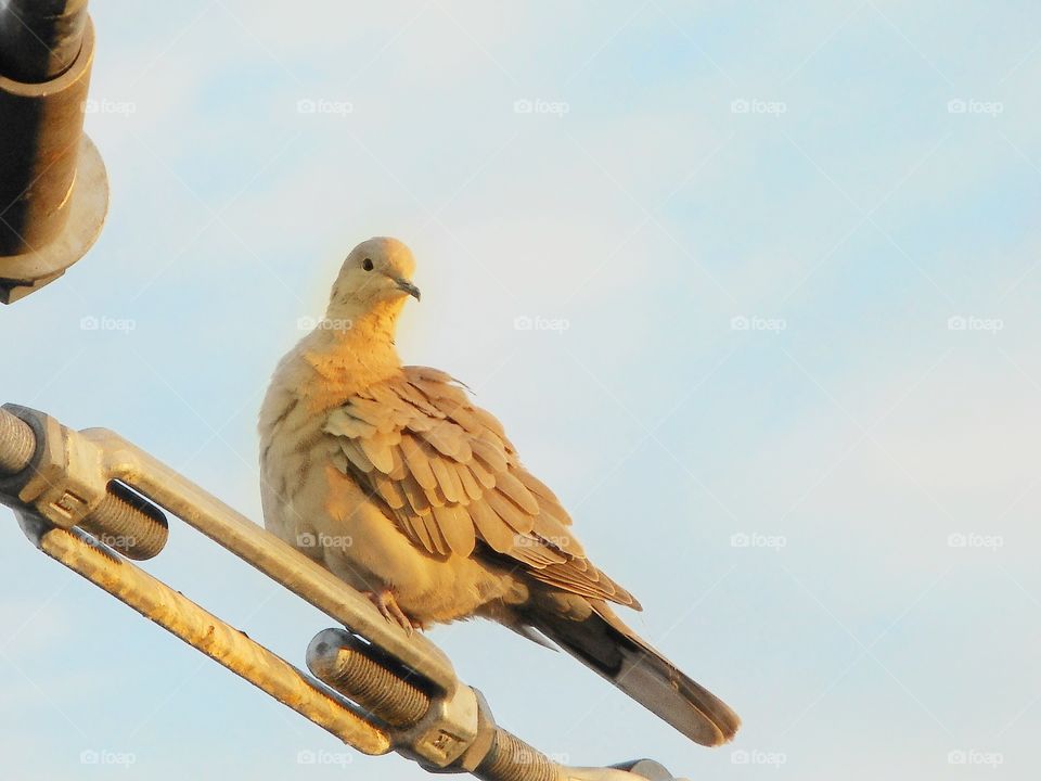 A bird is sitting on a wire and looking around at Cranes Roost Park in Altamonte Springs, Florida.