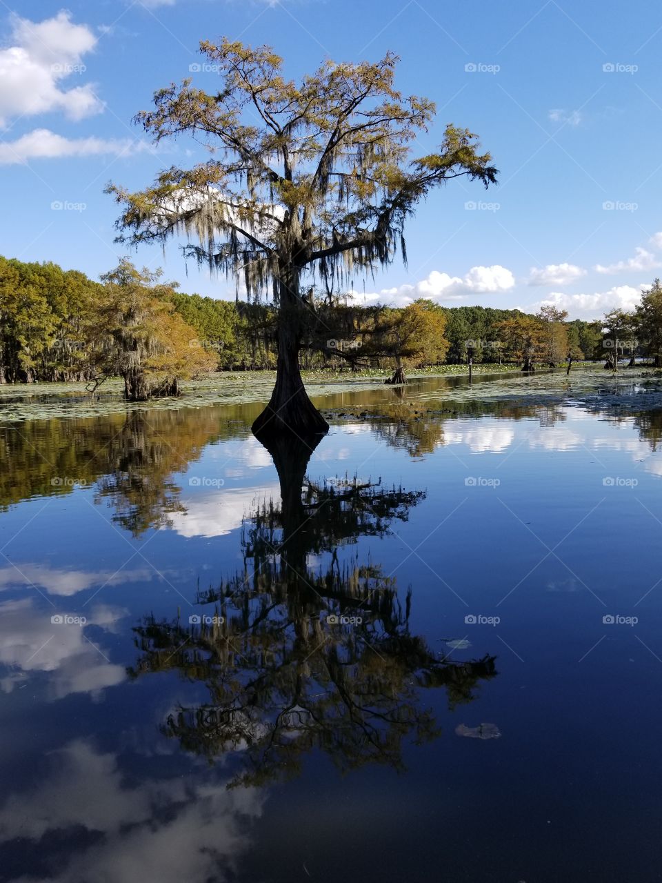 Caddo Cypress Tree reflected in water.
