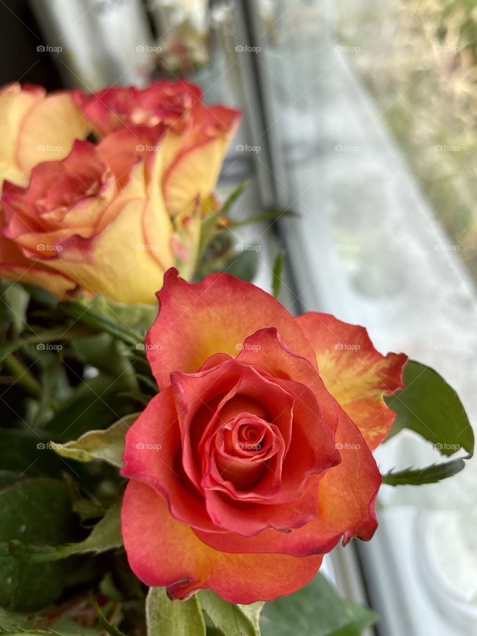 Beautiful sunset roses 🌹