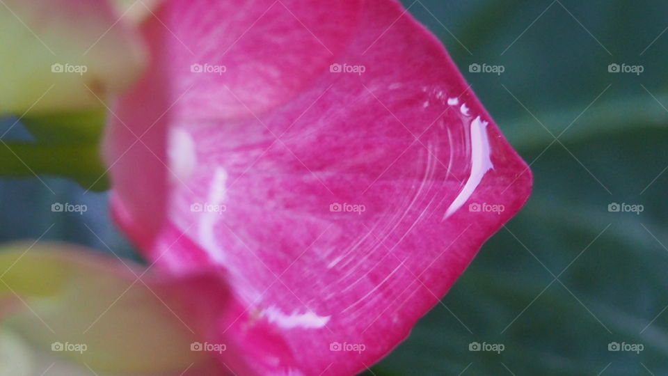 El Capricho, colores