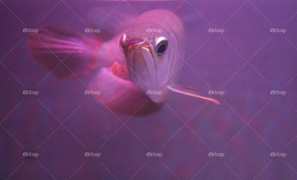 Arowana fish, this fish belongs to a type of predatory fish but many like and keep it as an ornamental fish because of the shape and color of its beautiful and charming scales.