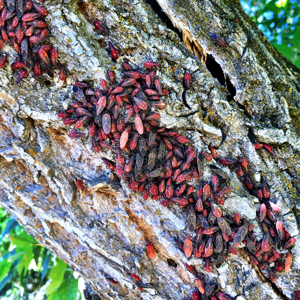 Layers of bright red bugs overwhelm a tree. 