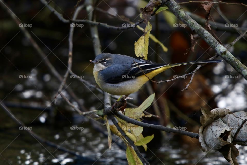 a small bird in the branch