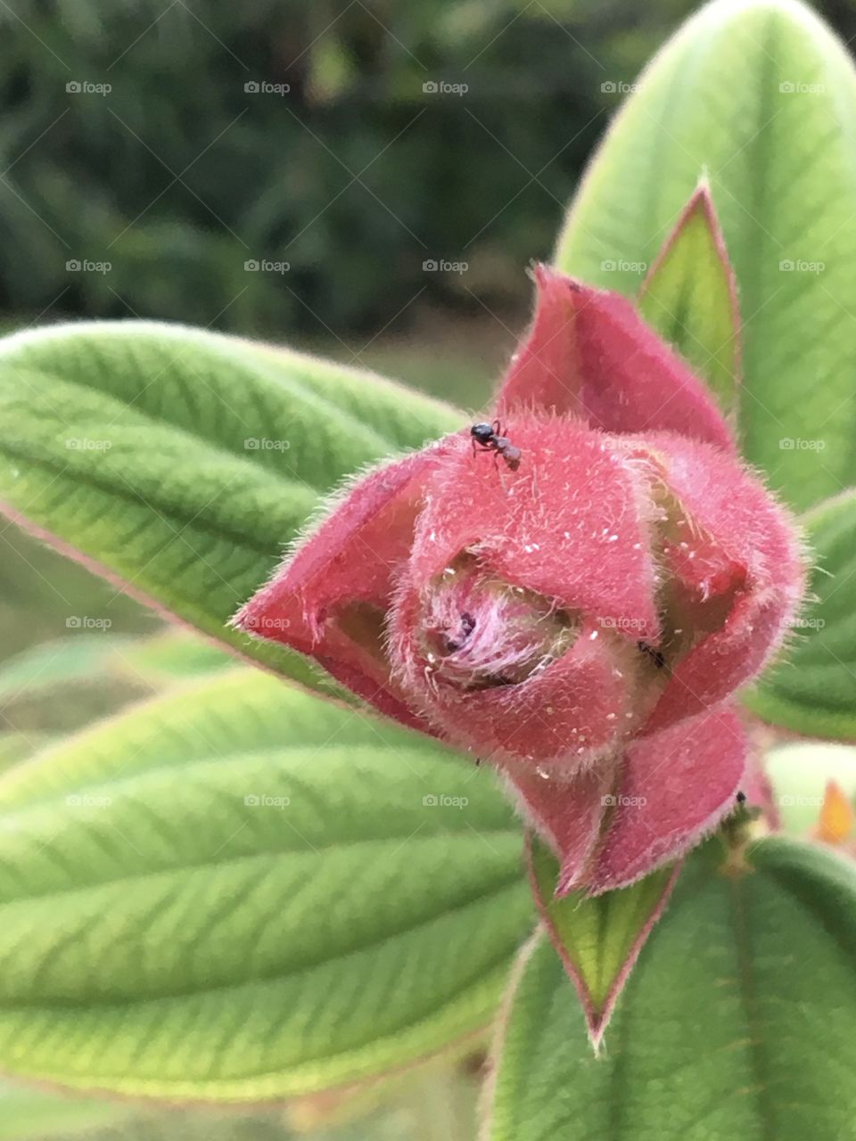 Ant exploring bud of unknown flower