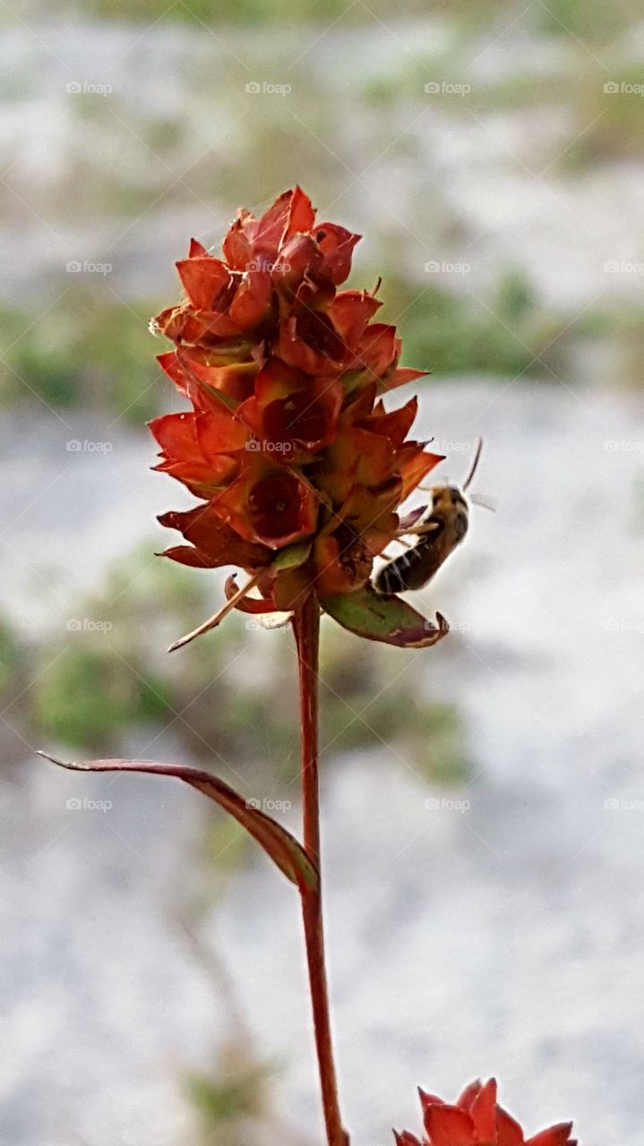 Nature, No Person, Leaf, Flower, Outdoors