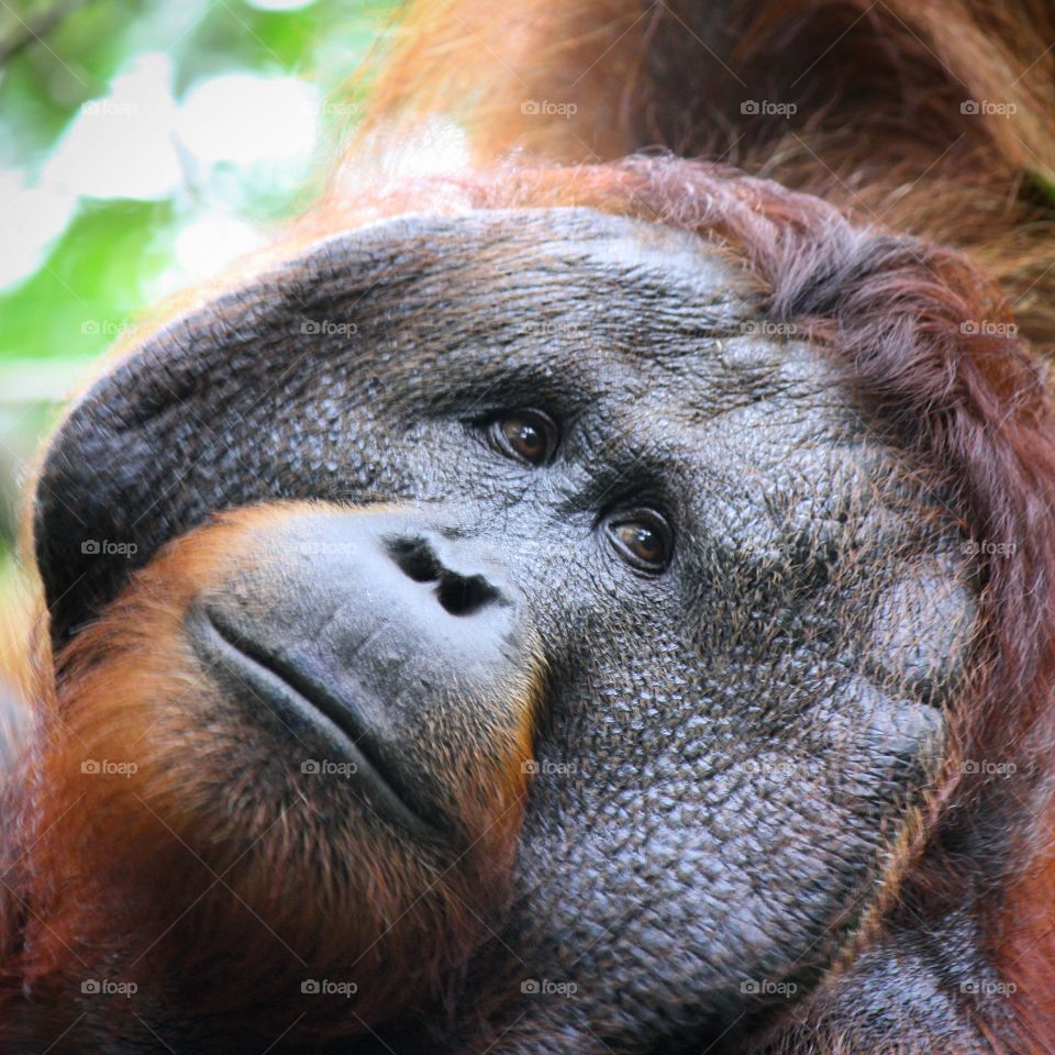 Portrait of a beautiful wild male Orangutan in the rainforest of Kalimantan, Indonesia. 
