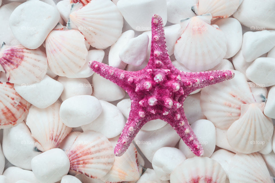 High angle view of seashell and starfish