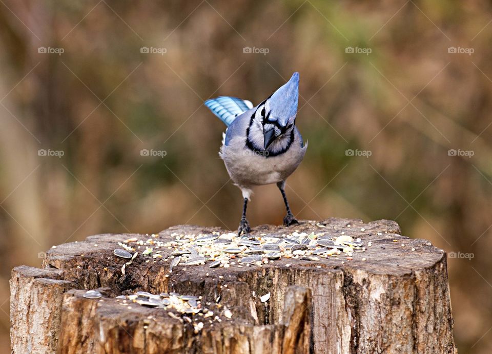 blue jay