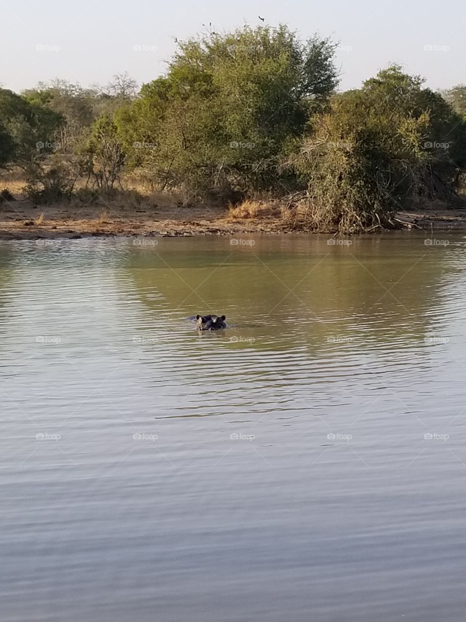 Hippo in the water